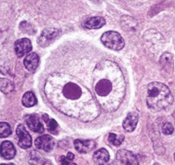 Cytologie