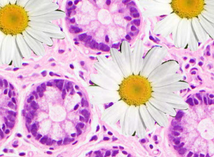 Histologie